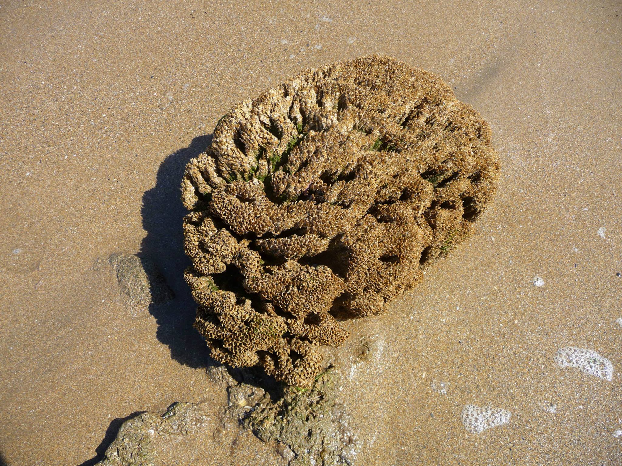 Picture of a brain like honeycomb worm reef.