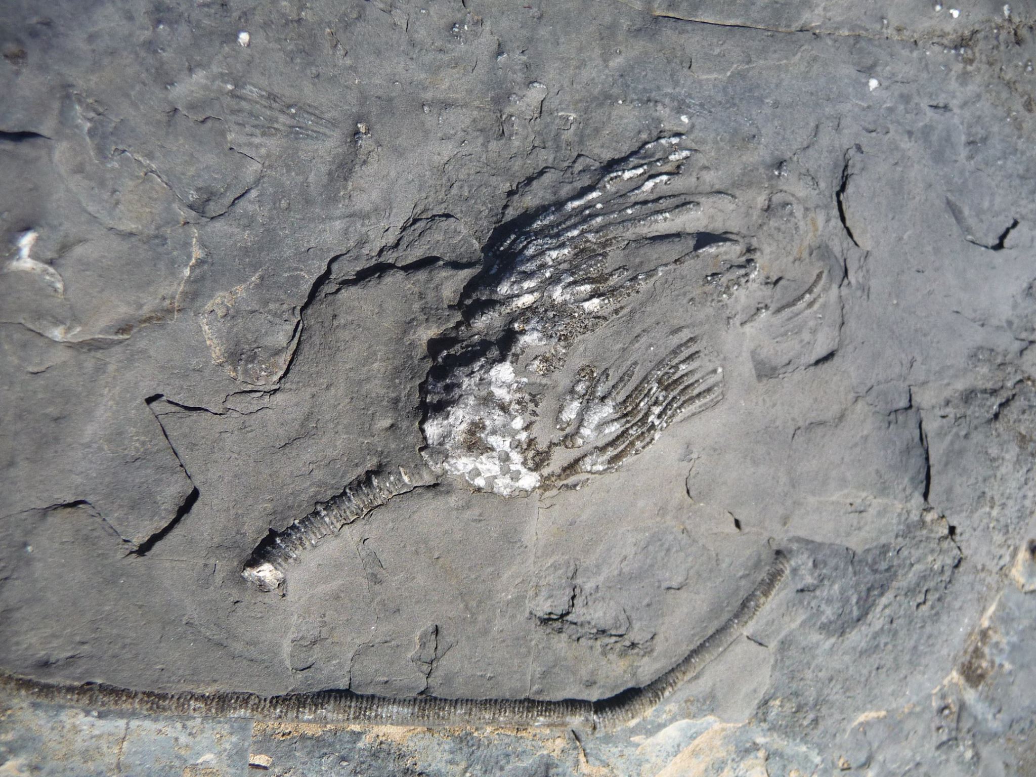 A fossil in a limestone rock