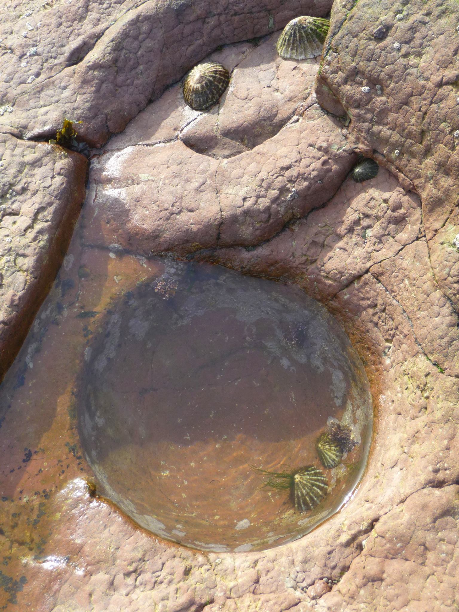 A naturally carved bowl in a sandstone rock playing home to a pair of limpets