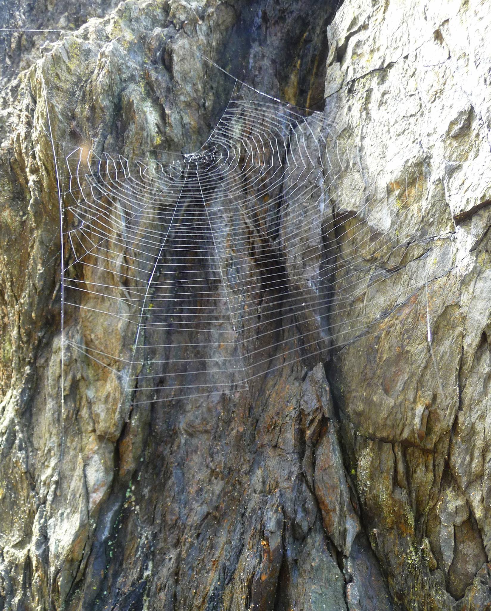 A spider web clinging to a crevice in a rock cliff